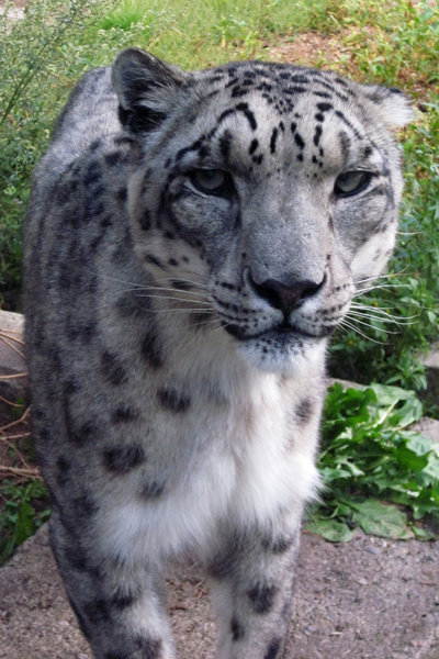 images/life/snowleopard.jpg
