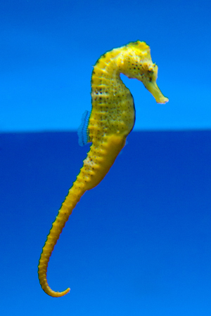 images/travel/teneriffa_seahorse.jpg